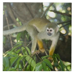 Eichhörnchenaffe (Saimiri sciureus), Rio Fliese