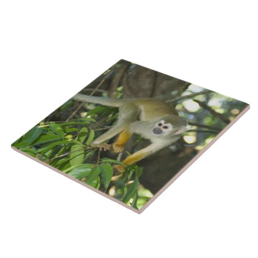 Eichhörnchenaffe (Saimiri sciureus), Rio Fliese (Seite)