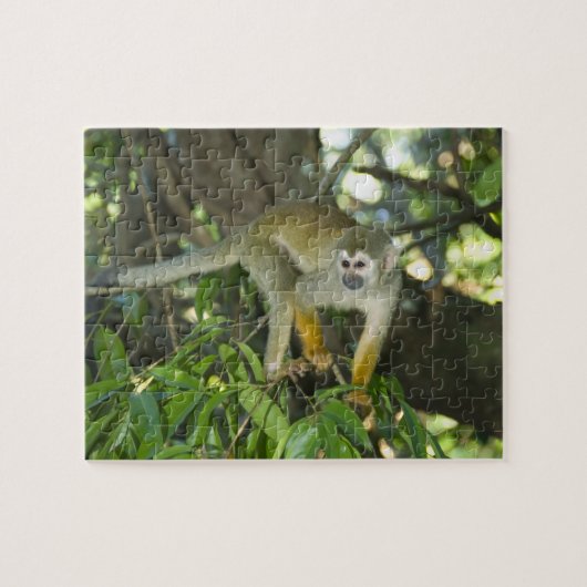 Eichhörnchenaffe (Saimiri sciureus), Rio Puzzle (Horizontal)