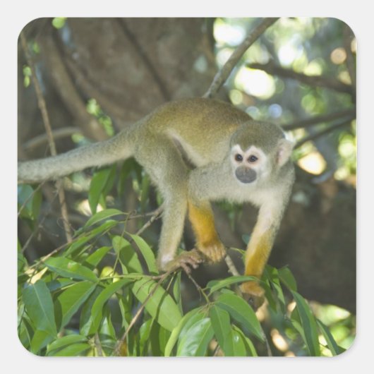 Eichhörnchenaffe (Saimiri sciureus), Rio Quadratischer Aufkleber (Vorderseite)