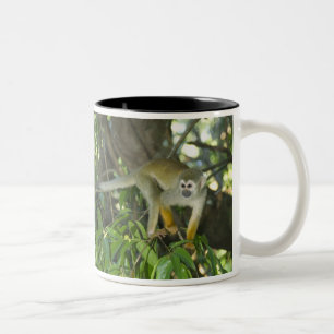 Eichhörnchenaffe (Saimiri sciureus), Rio Zweifarbige Tasse