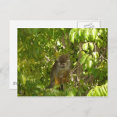 Eichhörnchenaffen Postkarte (Vorne/Hinten)
