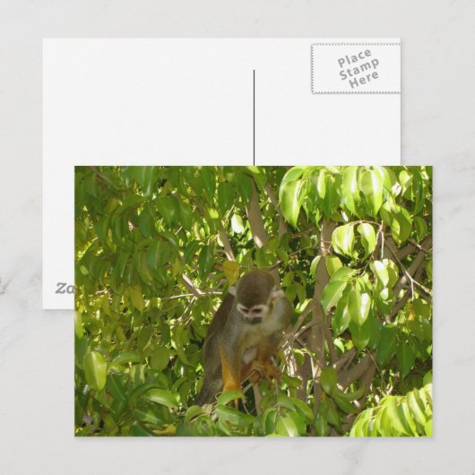 Eichhörnchenaffen Postkarte (Vorne/Hinten)