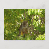 Eichhörnchenaffen Postkarte (Vorderseite)