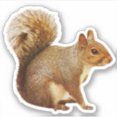 Eichhörnchenaufkleber Aufkleber (Vorderseite)