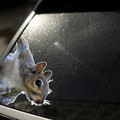 Eichhörnchenaufkleber Aufkleber