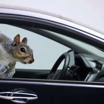 Eichhörnchenaufkleber