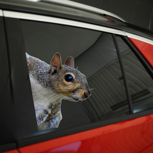 Eichhörnchenaufkleber Aufkleber