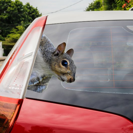 Eichhörnchenaufkleber Aufkleber