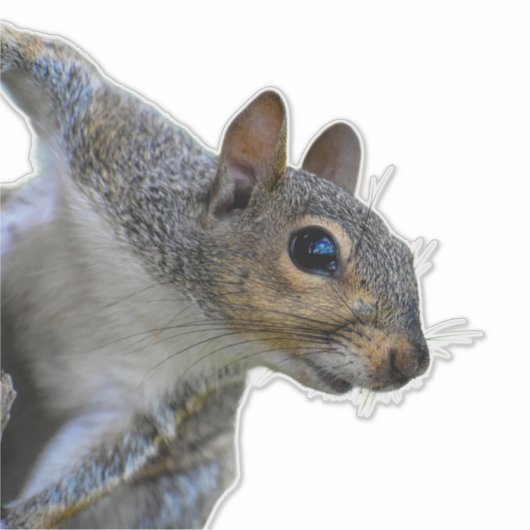Eichhörnchenaufkleber Aufkleber (Vorderseite)