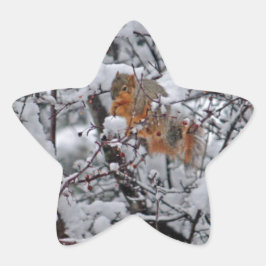 Eichhörnchenbaum Stern-Aufkleber