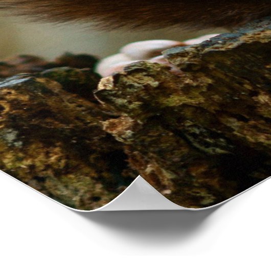 Eichhörnchenbelag Poster (Ecke)