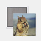 Eichhörnchenessen Magnet (Vorderseite/Rückseite)