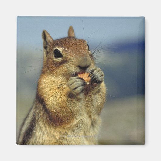 Eichhörnchenessen Magnet (Vorne)