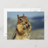 Eichhörnchenessen Postkarte (Vorne/Hinten)