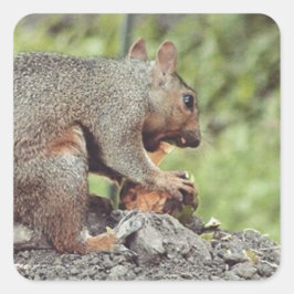 Eichhörnchenessen Quadratischer Aufkleber