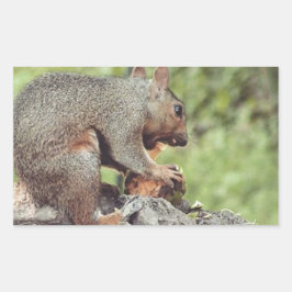 Eichhörnchenessen Rechteckiger Aufkleber