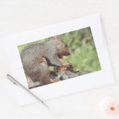 Eichhörnchenessen Rechteckiger Aufkleber (Umschlag)