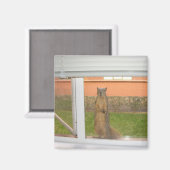 Eichhörnchenfenster-Magnet Magnet (Vorderseite/Rückseite)