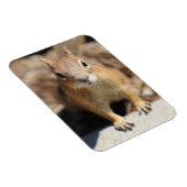 Eichhörnchengesicht Magnet (Rechte Seite)