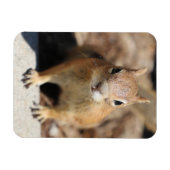 Eichhörnchengesicht Magnet (Horizontal)