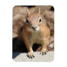 Eichhörnchengesicht