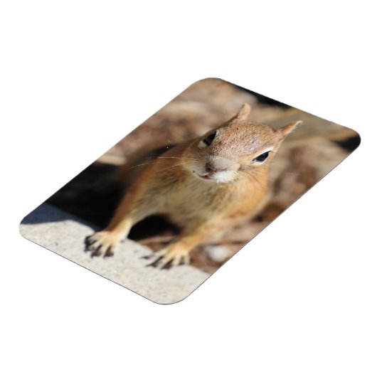 Eichhörnchengesicht Magnet (Linke Seite)