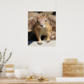 Eichhörnchengesicht Poster (Küche)