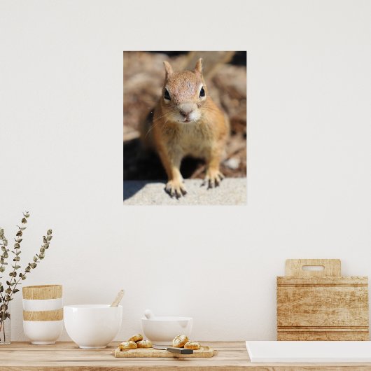 Eichhörnchengesicht Poster (Küche)