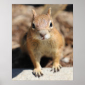 Eichhörnchengesicht Poster (Vorne)