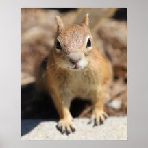 Eichhörnchengesicht