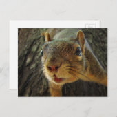 Eichhörnchenhalter geschlossen 2 postkarte (Vorne/Hinten)