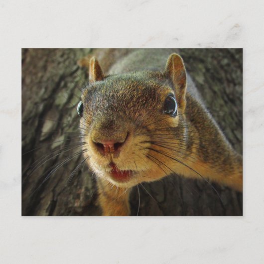 Eichhörnchenhalter geschlossen 2 postkarte (Vorderseite)