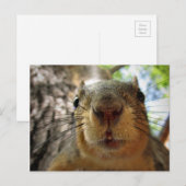 Eichhörnchenhalter Schließen 1 Postkarte (Vorne/Hinten)