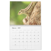 Eichhörnchenkalender 2025 kalender (Feb 2027)