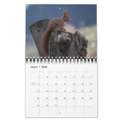 Eichhörnchenkalender für Tierfreunde oder Geschenk Kalender (Mär 2026)