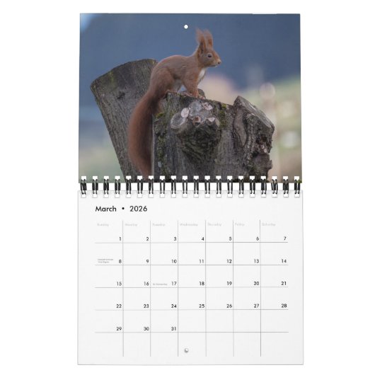 Eichhörnchenkalender für Tierfreunde oder Geschenk Kalender (Mär 2026)