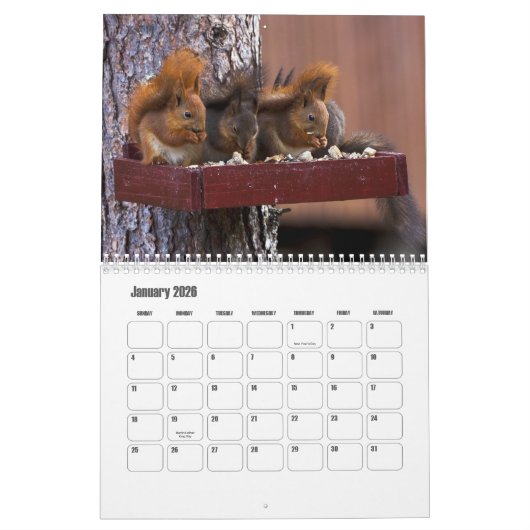 Eichhörnchenkalender Kalender (Jan 2026)