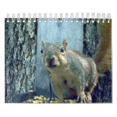 Eichhörnchenkalender Kalender (Titelbild)
