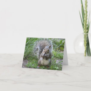 Eichhörnchenkarte Karte