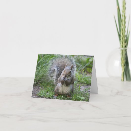 Eichhörnchenkarte Karte (Vorderseite)