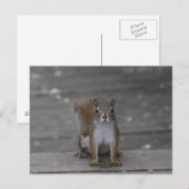 Eichhörnchenkarte Postkarte (Vorne/Hinten)