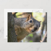 Eichhörnchenkarte Postkarte (Vorne/Hinten)