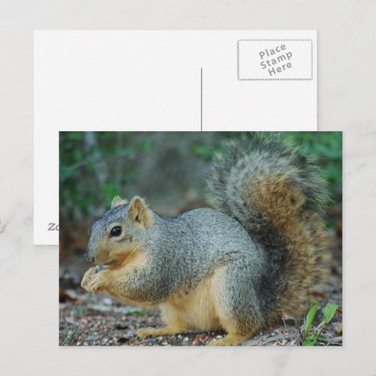 Eichhörnchenkarte Postkarte (Vorne/Hinten)