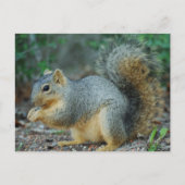 Eichhörnchenkarte Postkarte (Vorderseite)