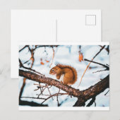 Eichhörnchenkarte Postkarte (Vorne/Hinten)
