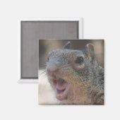 Eichhörnchenmagnet Magnet (Vorderseite/Rückseite)