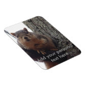 Eichhörnchenmagnet Magnet (Rechte Seite)