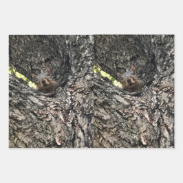 Eichhörnchenpapier, flach gestrichen, Set 3 Geschenkpapier Set