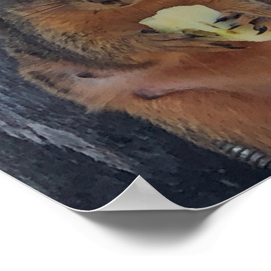 Eichhörnchenplakat Poster (Ecke)